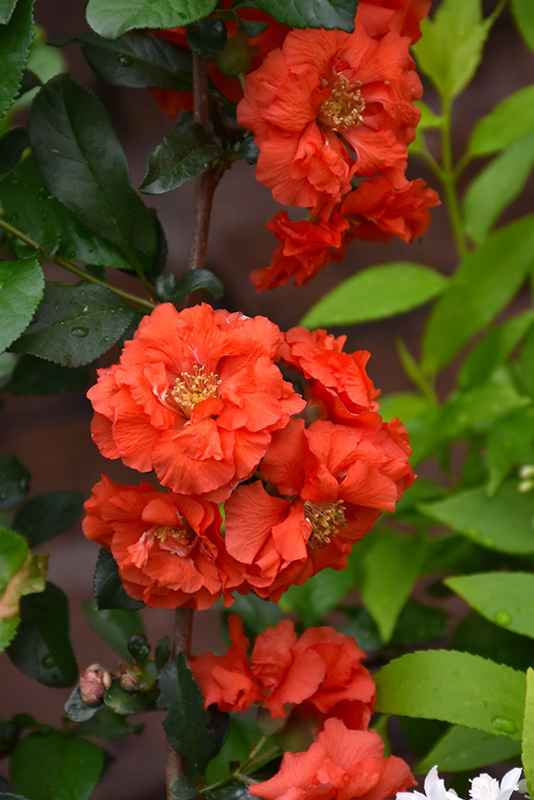 Double Take&reg; Orange Flowering Quince