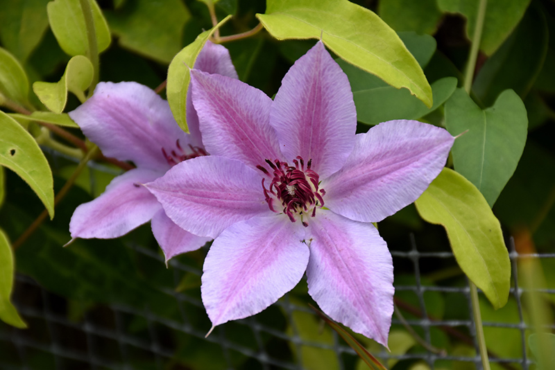 Weston Nurseries - Fireworks Clematis