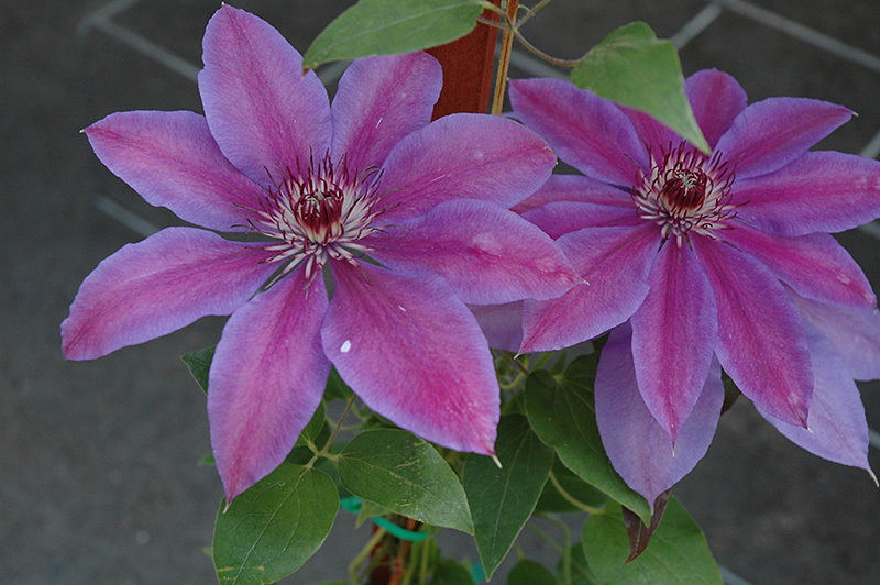 Vancouver&trade; Starry Nights Clematis