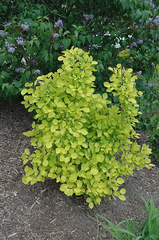 Golden Spirit Smokebush