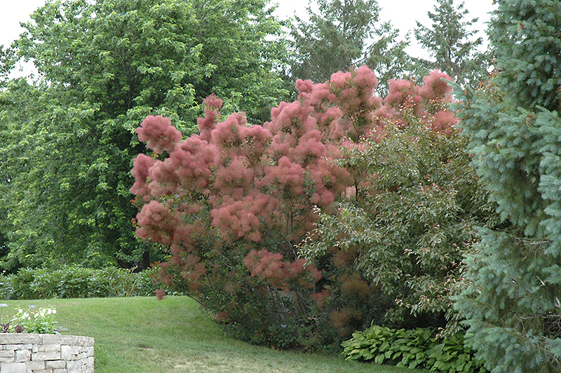 Royal Purple Smokebush