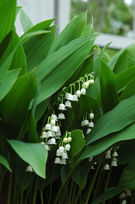 Lily-Of-The-Valley