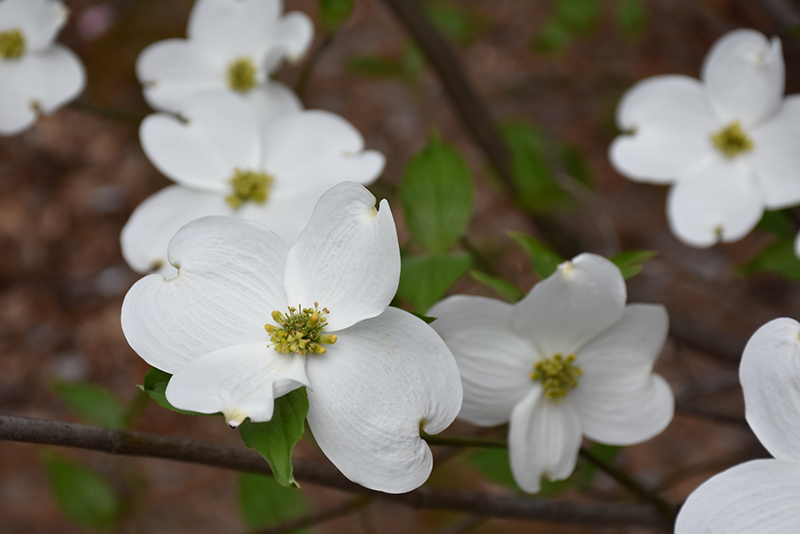 Jean's Appalachian Snow Flowering Dogwood