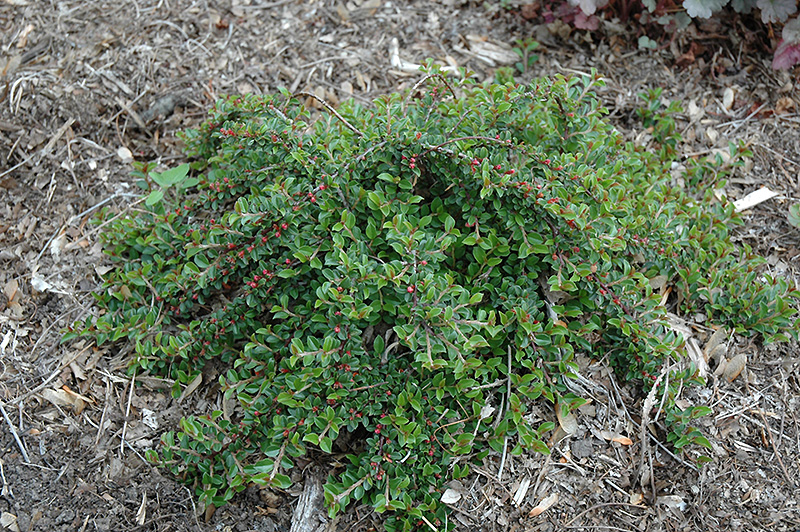 Little Gem Cotoneaster