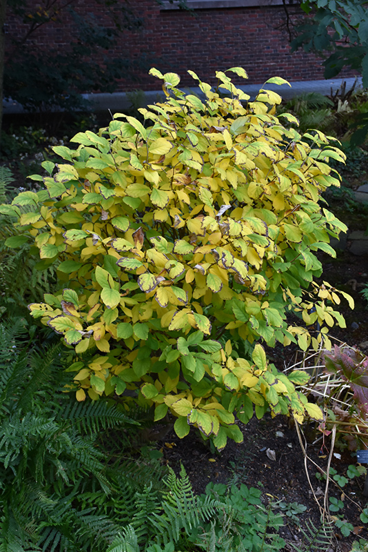 Weston Nurseries Leatherwood