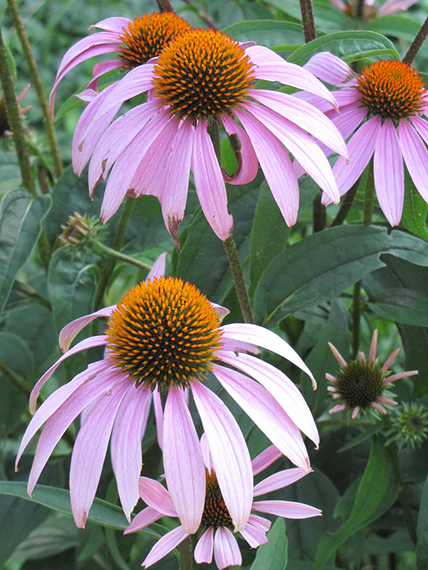 Purple Coneflower