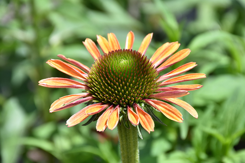 Butterfly&trade; Rainbow Marcella Coneflower