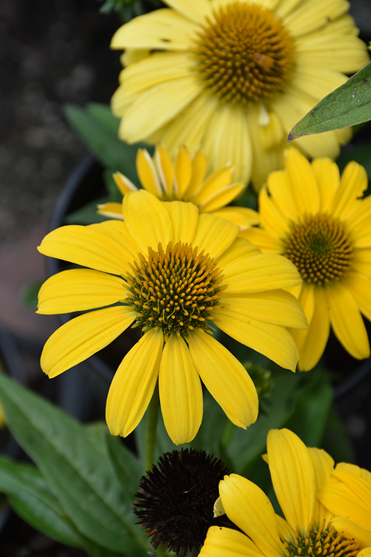 Sombrero&reg; Lemon Yellow Coneflower