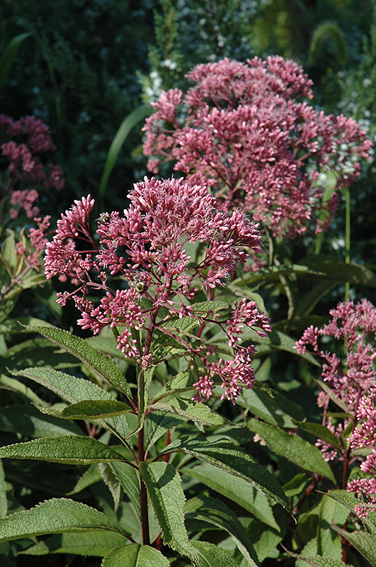 Gateway Joe Pye Weed