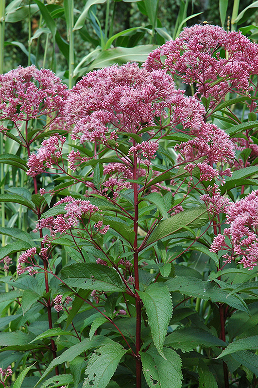 Joe Pye Weed