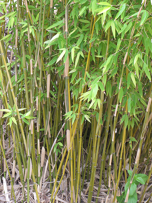 Naked Clumping Bamboo