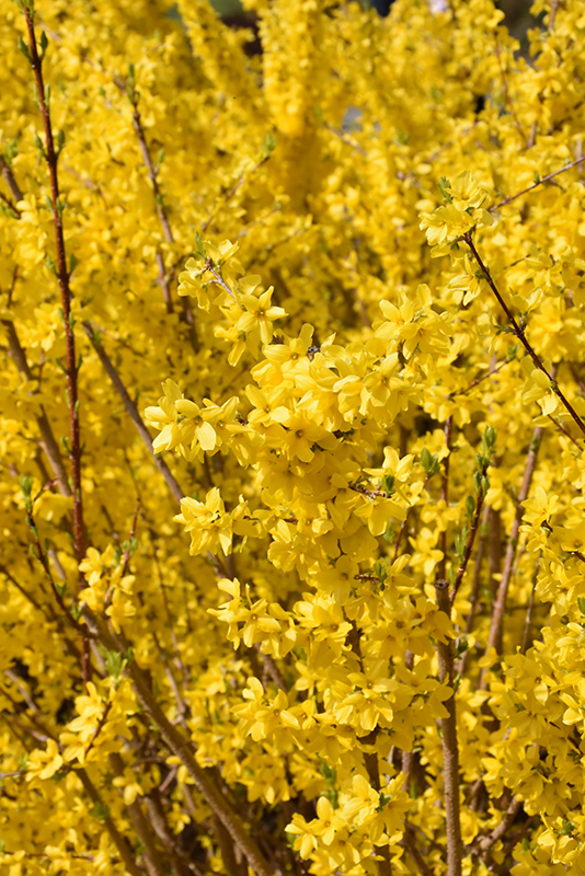 Magical&reg; Gold Forsythia