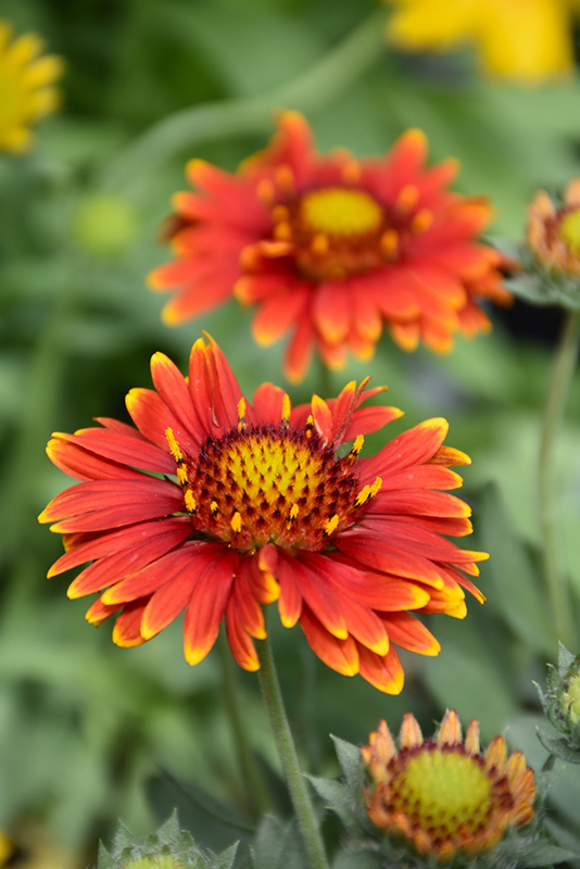 Arizona Red Shades Blanket Flower