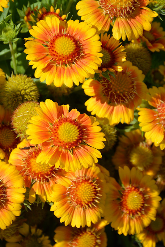 Arizona Apricot Blanket Flower