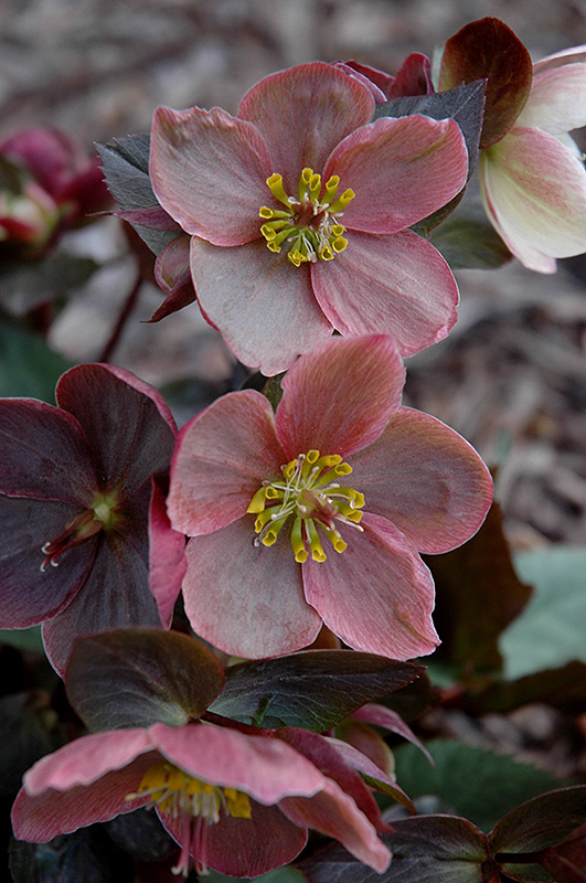 Pink Frost Hellebore