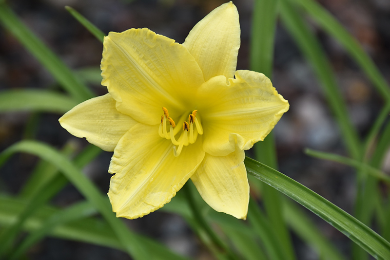 Happy Ever Appster&reg; Big Time Happy Daylily
