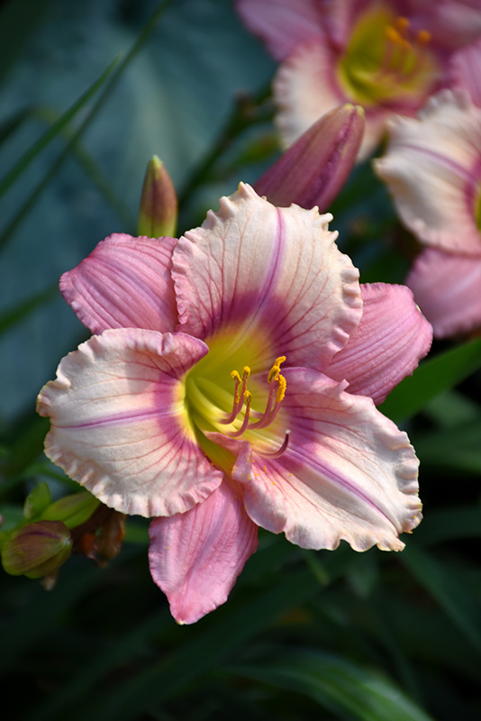 Happy Ever Appster&reg; Stephanie Returns Daylily