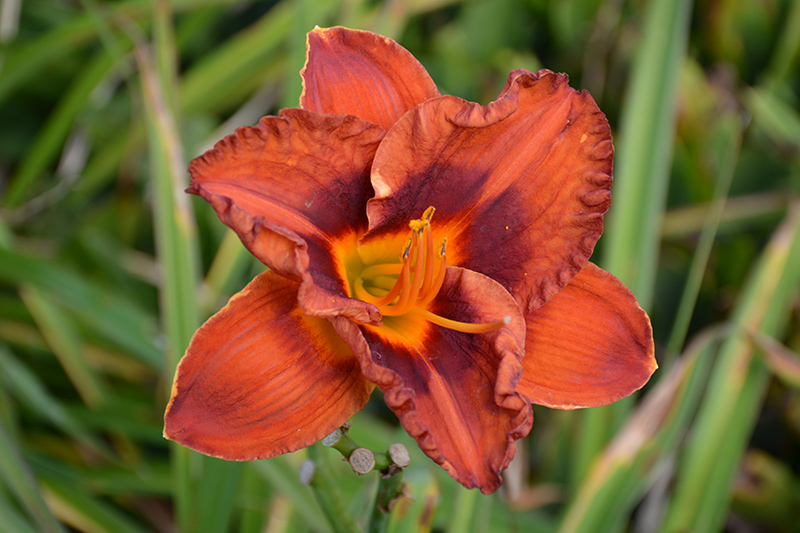 Mighty Chestnut Daylily