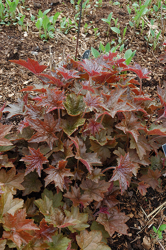 Palace Purple Coral Bells