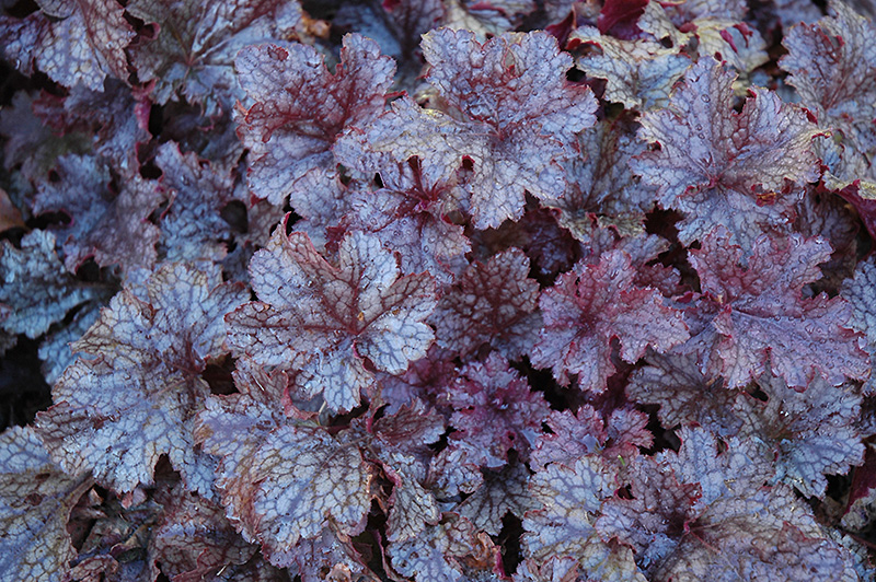 Plum Pudding Coral Bells