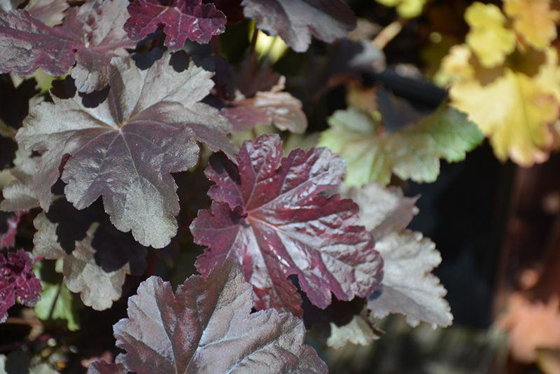 Obsidian Coral Bells