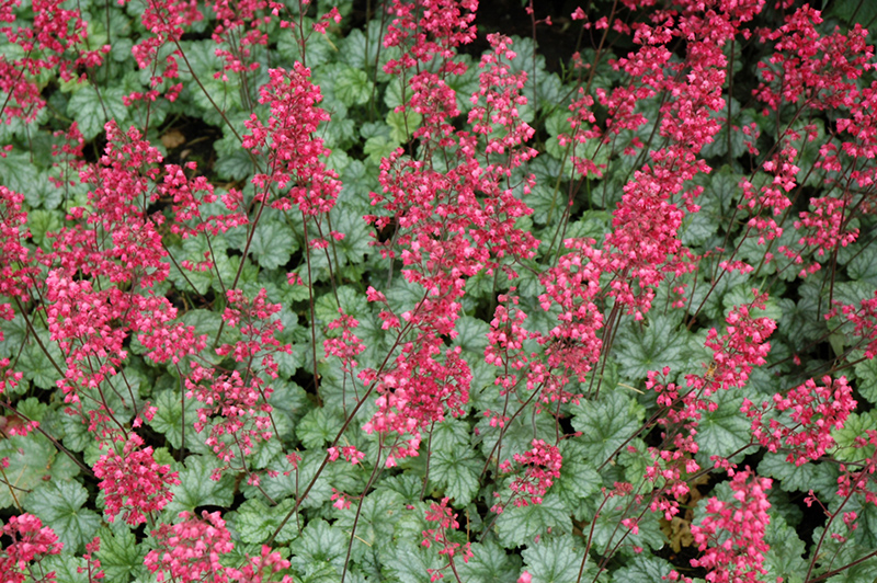 Paris Coral Bells