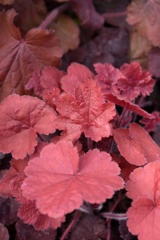 Northern Exposure&trade; Red Coral Bells