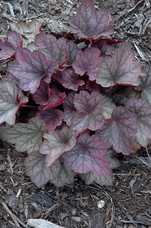 Carnival Rose Granita Coral Bells