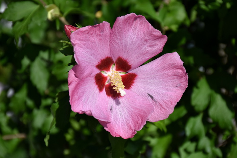 Aphrodite Rose of Sharon