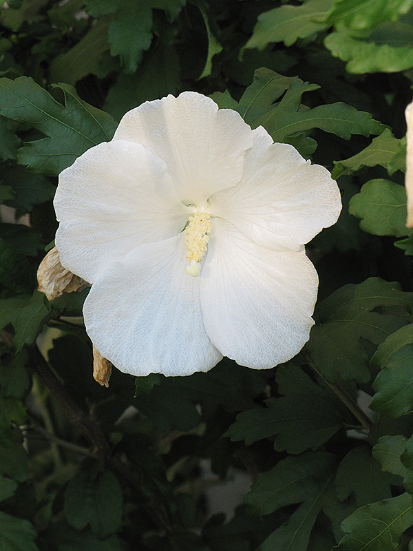 Diana Rose of Sharon