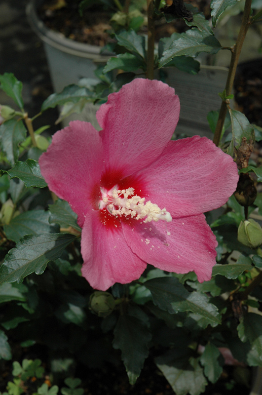 Lil' Kim Red&reg; Rose of Sharon