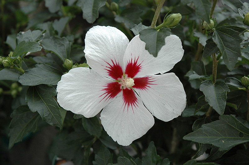 Lil' Kim&reg; Rose of Sharon