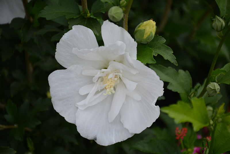 White Pillar&reg; Rose of Sharon