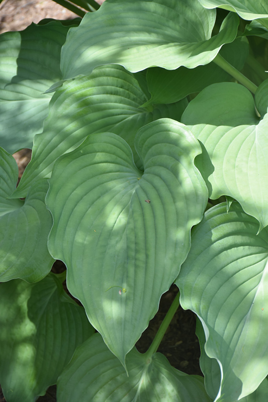 Komodo Dragon Hosta