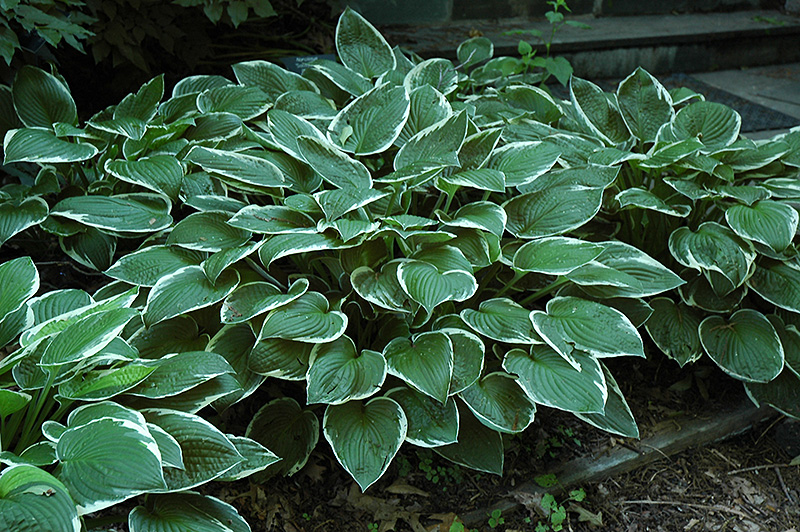 Francee Hosta