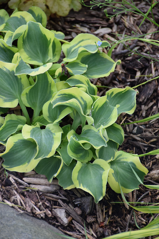 Mini Skirt Hosta