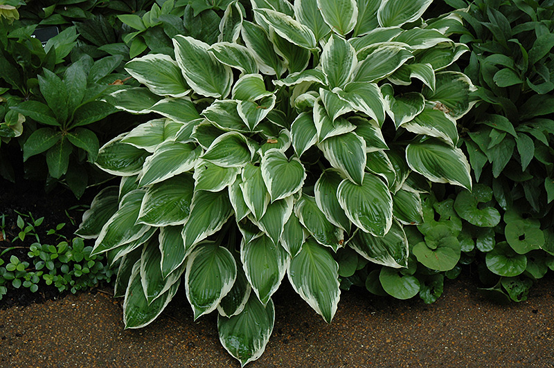 So Sweet Hosta