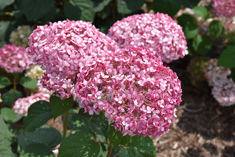 Invincibelle&reg; Spirit II Smooth Hydrangea