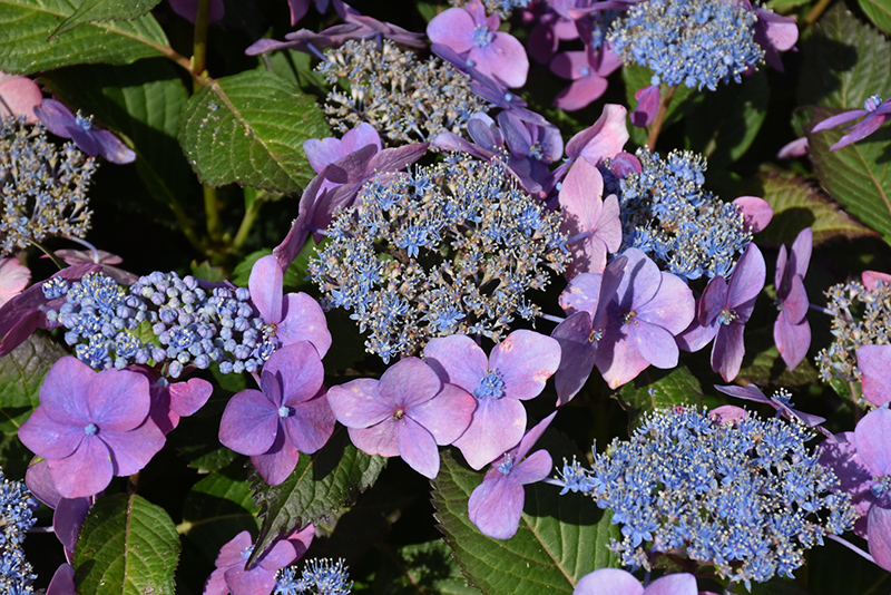 Seaside Serenade&reg; Outer Banks Hydrangea