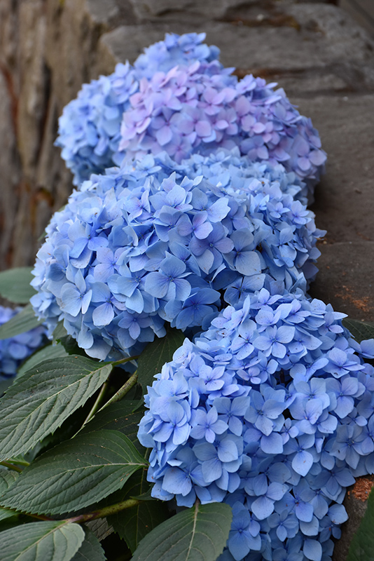 Blue Hydrangea