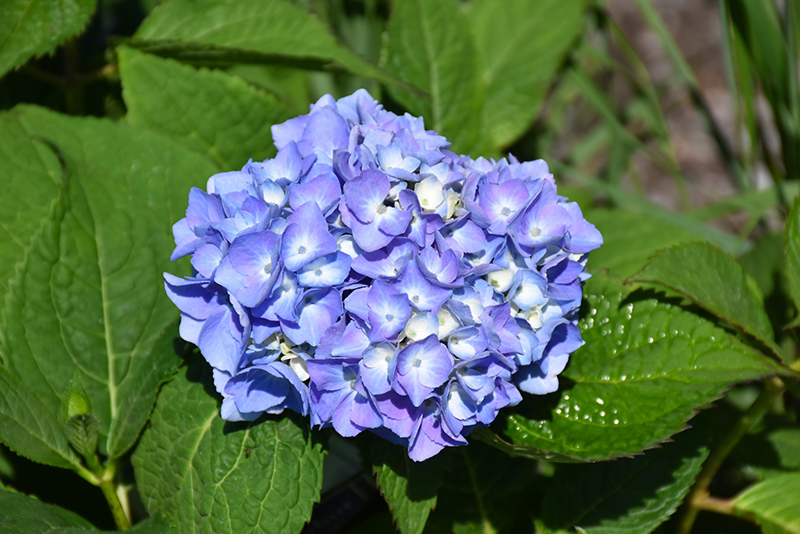 Nantucket Blue Hydrangea