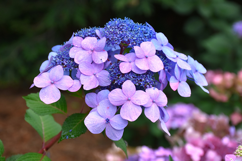 Twist-n-Shout&reg; Hydrangea