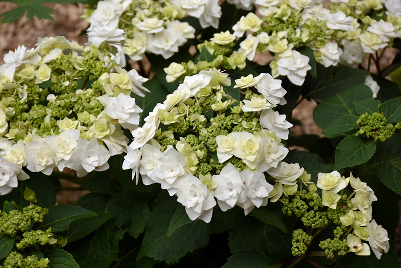 Wedding Gown Hydrangea