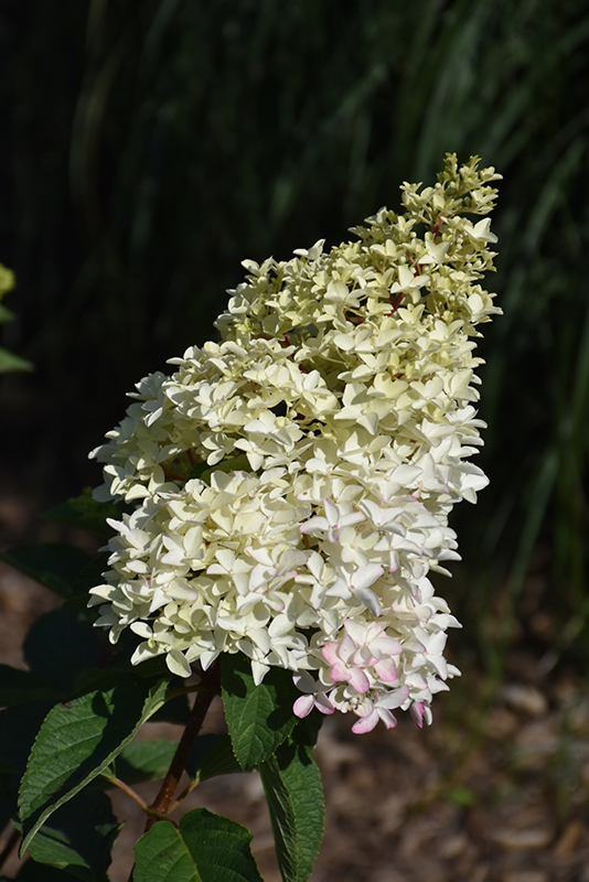 Berry White&reg; Hydrangea