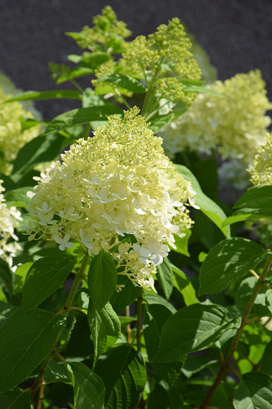 Limelight Hydrangea