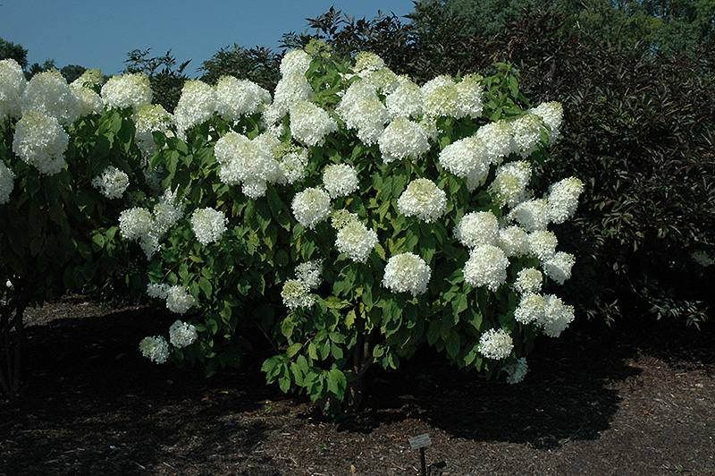 Phantom Hydrangea