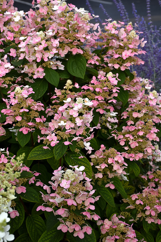 Quick Fire&reg; Hydrangea