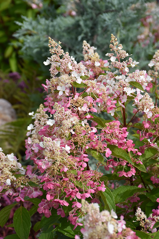 Pinky Winky&reg; Hydrangea (tree form)