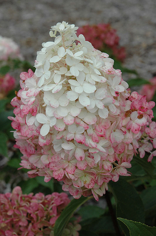 Vanilla Strawberry&trade; Hydrangea