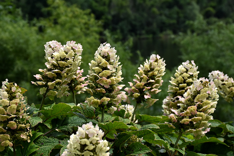 Gatsby Gal&reg; Hydrangea